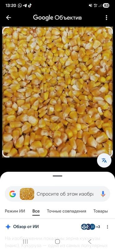 уголь каражыра: Жүгөрү — 3