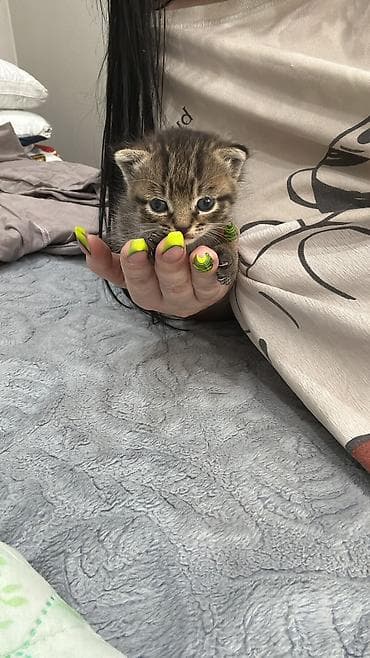 коты сиамские: Кошка даром: Сиамская, 1 месяц, Мальчик — 2