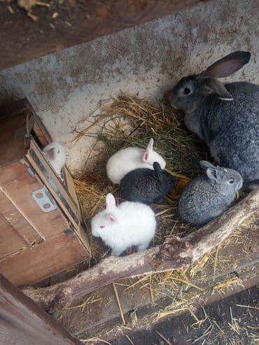 хомяк бишкек: Продаю | Крольчиха (самка) | Серый великан | Для разведения | Племенные — 2