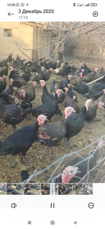 продам жеребенка: Продаю | Индюк (самец) | Полукровка | На забой | Племенные — 1