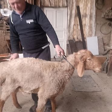 турецкая кошка: Продаю | Баран (самец) | На забой | Осеменитель — 3