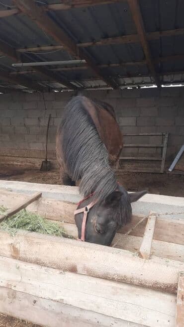 продажа домашних животных: Продаю | Кобыла (самка) | Для разведения, Для молока — 1