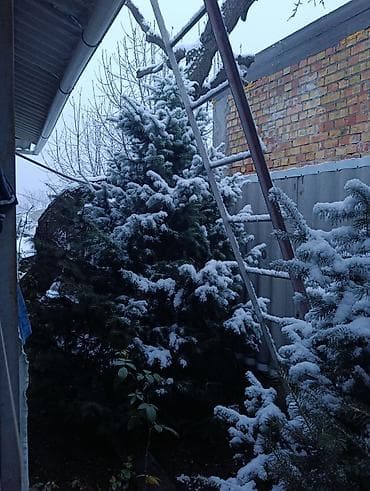 драцена купить: Живые хвойные деревья для участка/декора. - Породы: ель/пихта — 8