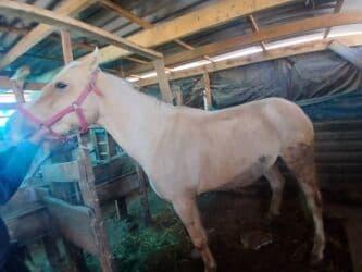 домик для животных: Продаю | Конь (самец) | На забой | Племенные — 2