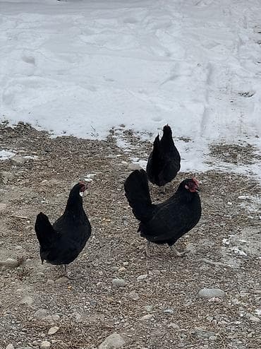 попугай кара балта: Продам карликов петух и куры — 3