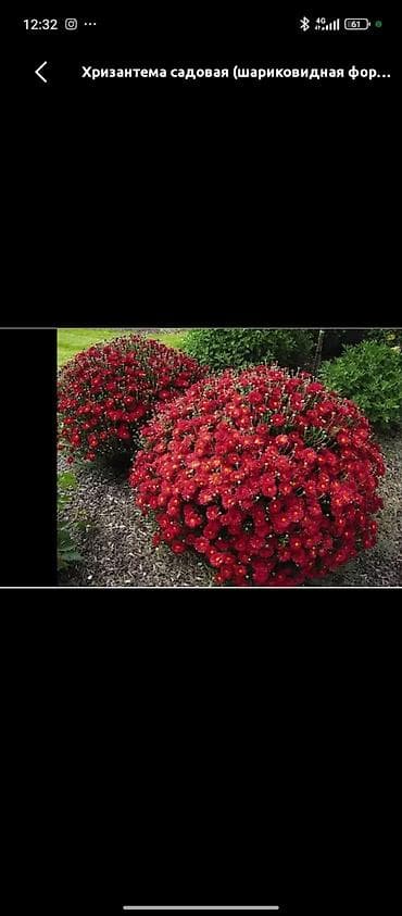 Үй жана бакча: Көчөттөр — 1