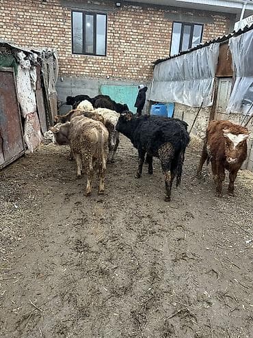 собака бультерьер: Продаю | Бык (самец) | Для разведения — 4