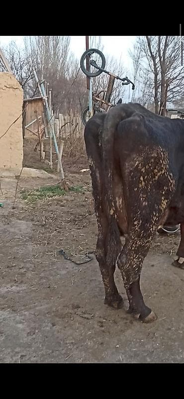 Баран, овца: Продаю | Бык (самец) | На откорм | Привязанные — 7