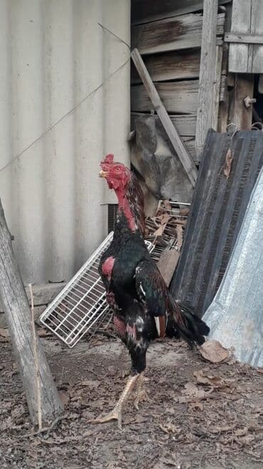 витамины для животных: Дакан короздор сатылат алмашу жолдору бар адрес Заря Тынчтык конушу — 1