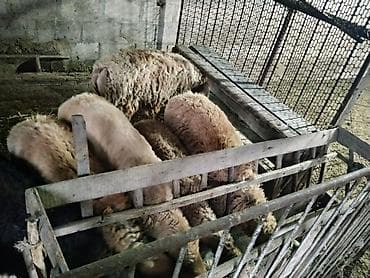 дом для кош: Продаю | Овца (самка) | Арашан | Для разведения | Матка — 7