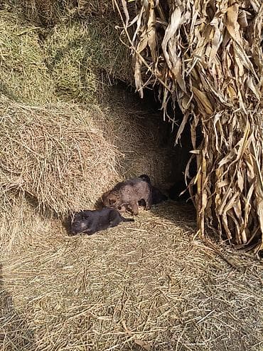 Отдам даром собаку: Щенки немецкой овчарки - Помет от породистой немецкой овчарки (мать — 4