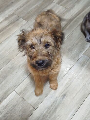 щенки кавказская овчарка: Щенок 3 месяца ласковый, контактный,послушный,. Подойдет для охраны — 4