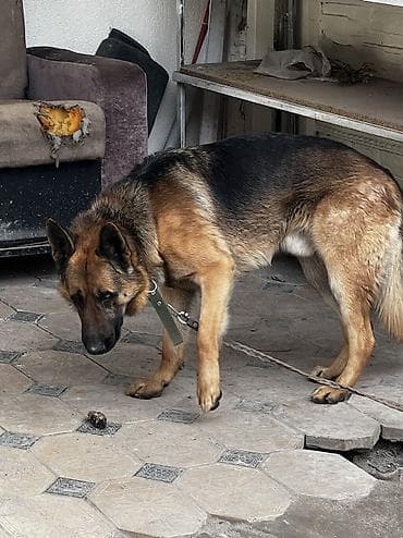 черный овчарка: Немецкая овчарка, 2 года, Самец — 5