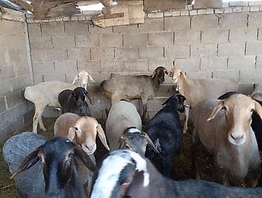 теке козёл: Продаю | Баран (самец) | Для разведения | Ярка — 4