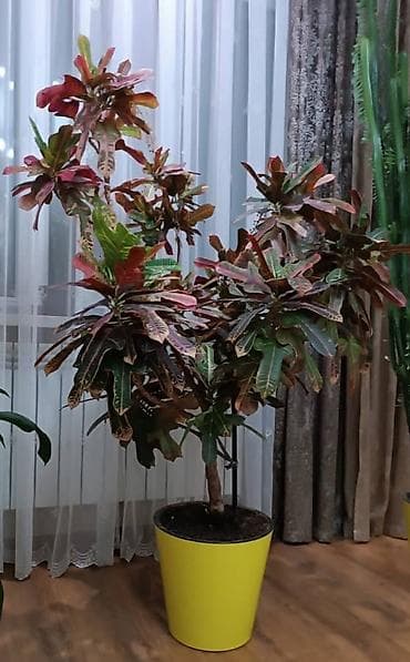 Дом и сад: Крупномерный комнатный кротон (Codiaeum variegatum) в декоративном — 2
