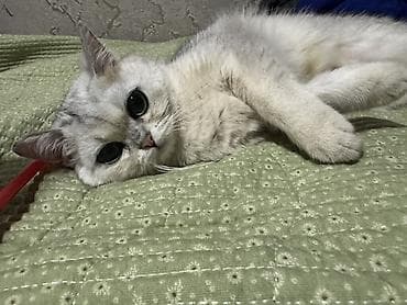 scottish fold: Скотиш Страйт (Шотландская прямоухая), 1 год, Девочка, Серебристая шиншилла, Приучена к лотку — 7