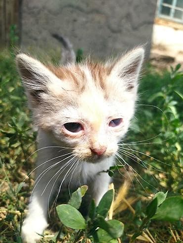 Животные: Котята, пушистые и игривые. Описание: - Окрас: белый с рыжими и — 2