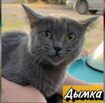 продажа щенков немецкой овчарки с документами в бишкеке: Ищем дом молодой и стерилизованной кошке. В квартиру или частный дом — 1