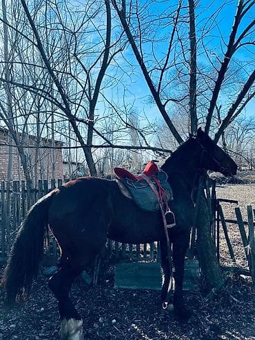 эркек ат: Сатам | Байтал — 4