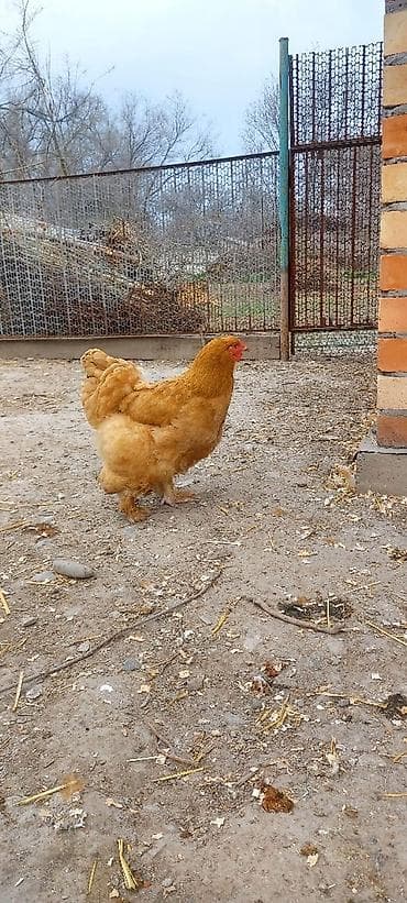 попугаи ара: Продаю цыплят брамы по 150с на фото видно родительское стадо — 7