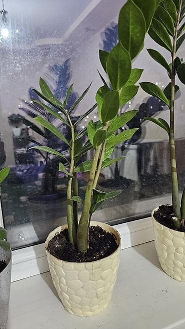 цветы комнат: Комнатные растения в горшках Цена: Азалия 3000 с горшком остальные — 6