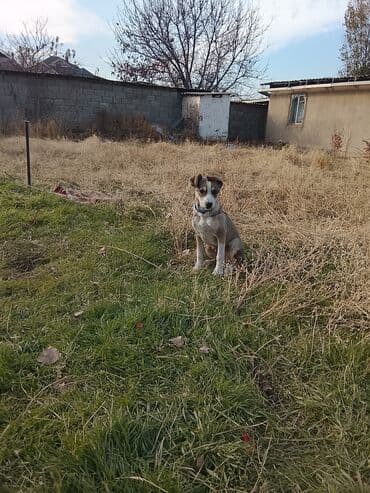 щенки охотничьих собак: Щенок среднего размера - Пол: мальчик - Возраст: щенок (по фото — — 1