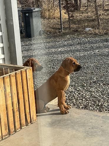 разный: Продаются щенки родезийского риджбека. 🐾 Это первые щенки риджбека в — 4