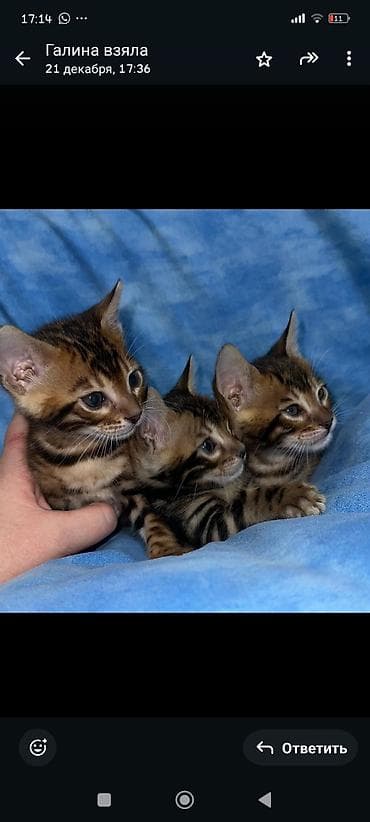 кошки жалал абад: Бенгал, 1 айлык, Эркек, Шоколад, Лотокко барууга үйрөтүлгөн, Курттардан тазаланган, Документтери менен — 9