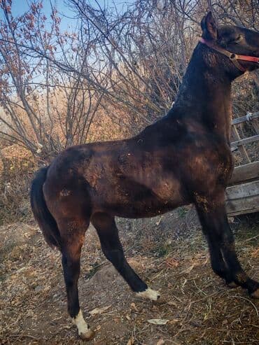 продажа собак чихуахуа: Продаю | Жеребец | Конный спорт — 1