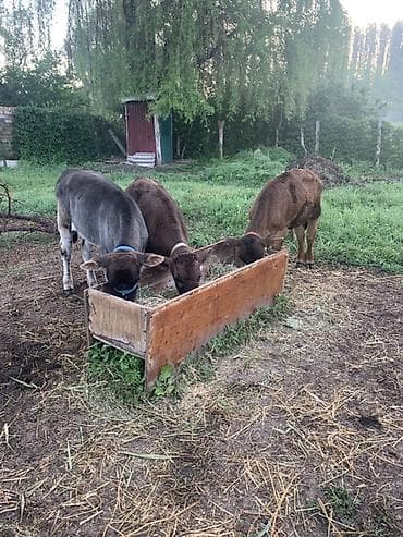 за сколько дней до отела корова наливает вымя: Ассаламу алейкум 3 штук музоолор сатылат 1/5,2/5,3 ай болуп — 1