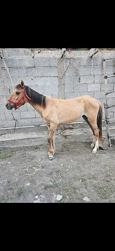 бенгальская кошка цена бишкек: Продаю | Жеребенок, Кобыла (самка) | Для разведения — 2
