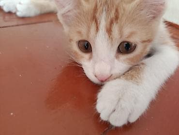 сиамский котёнок: Беспородная, 3 месяца, Мальчик, Биколор, Приучена к лотку — 2