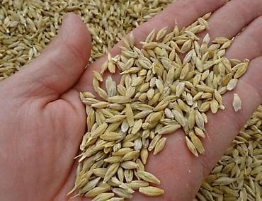 Продаю ячмень Россия,Казахстанский. цена 23.5сом. погрузкой at lalafo.kg Продаю ячмень Россия,Казахстанский. цена 23.5сом. погрузкой