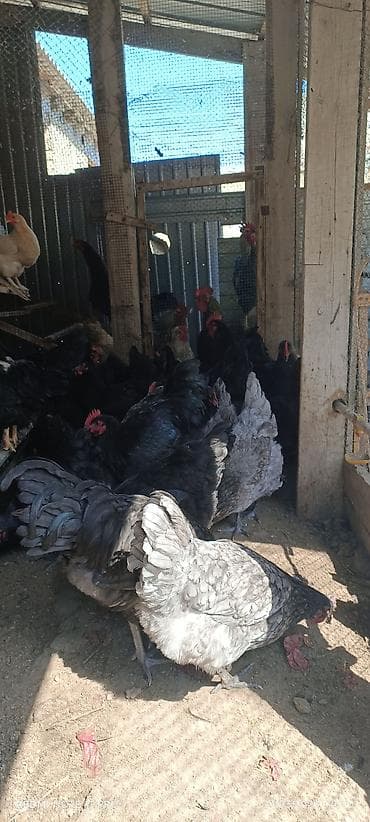 кошки сиамские: Продаю | Петух | Для разведения — 6