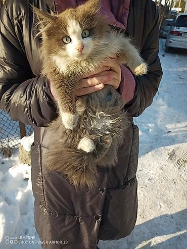 4 месяца, Девочка, Биколор, Метис