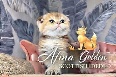 котята сибирской кошки купить: Шотландский котёнок золотого окраса SFS 71ny11🔥из питомника Afina — 2