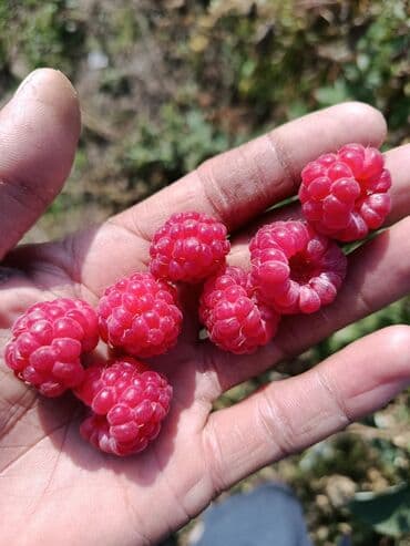 малина кг цена бишкек: Малина — 2