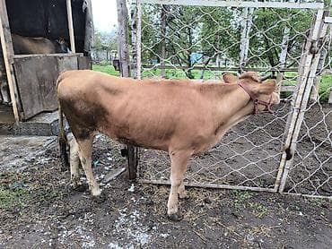 телки коровы: Продаю | Тёлка | На откорм | Отела не было — 2