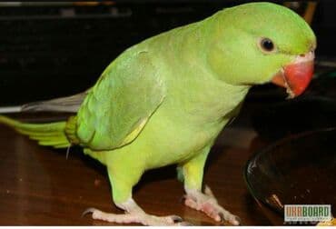 корм для птенцов волнистых попугаев: Волнистые попугайчики хорошо учатся говорить и приручаются к рукам. А — 5