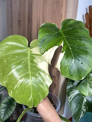 монстера альба купить: Монстера Тайское созвездие 😍 С мощными корнями в отличном новом — 2