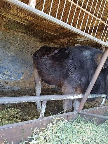 собака шпиц купить: Продаю | Бык (самец) | На откорм — 3