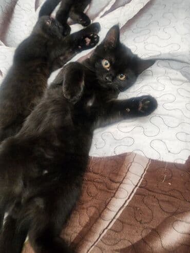 отдам породистых котят: Черные котёнок/Британиц!Отдам в добрые руки! - Окрас: равномерный — 1