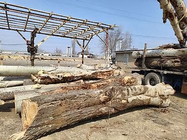 Терек сатып алабыз карагач дуб серебряк топол
