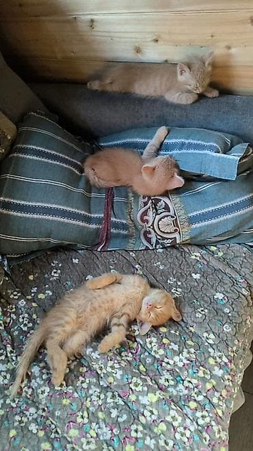 Беспородная, 2 месяца, Мальчик, Рыжий, Приучена к лотку at lalafo.kg Беспородная, 2 месяца, Мальчик, Рыжий, Приучена к лотку