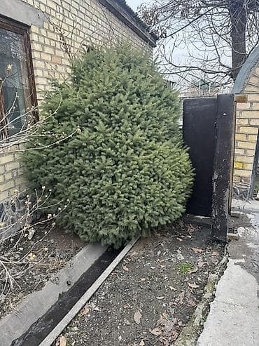 Уруктар жана көчөттөр: Пихта/ель декоративная, взрослое сформированное растение для участка — 2