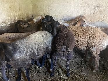 Животные: Продаю | Овца (самка), Ягненок, Баран (самец) | Гиссарская, Полукровка, Эдильбаевская | На забой, Для разведения | Племенные, Кастрированные, Осеменитель — 8
