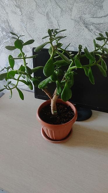 забыл: Продаю толстянку! Растение не капризное, у меня стоит и на южном, и на — 3