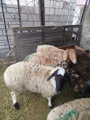 живая рыба: Продаю | Овца (самка), Ягненок | Полукровка, Эдильбаевская | На забой, Для разведения | Племенные, Ярка — 6