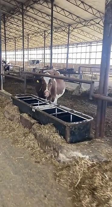 Ущу пастуха, все условия есть