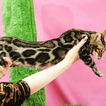 сколько стоит котенок британской золотой шиншиллы: Внимание бишкек .!! . Питомник бен гла мур предлагает чудесных — 16